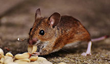 24 Hour & Emergency Exterminators in Becker, MN